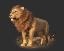 The big lion